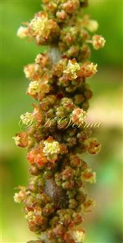  Male Inflorescence- a part